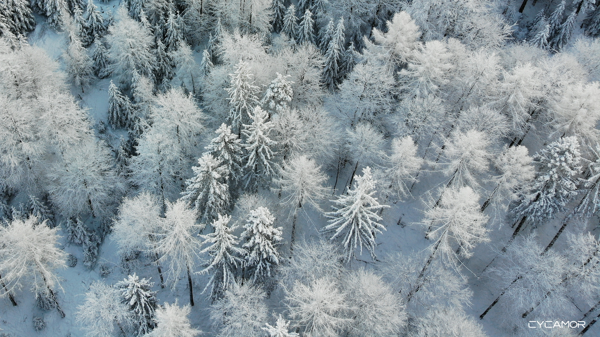 Black Forest - Winter