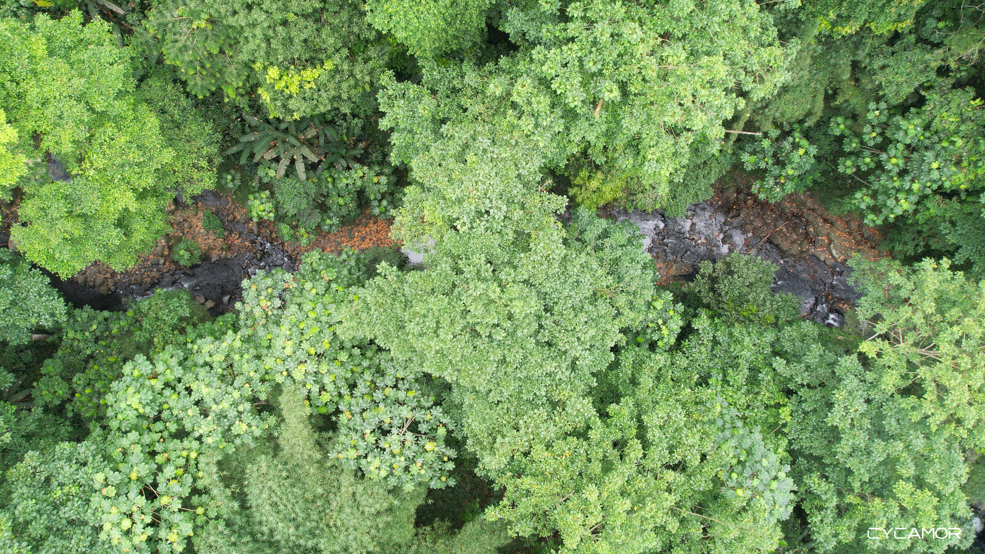 Jungle River