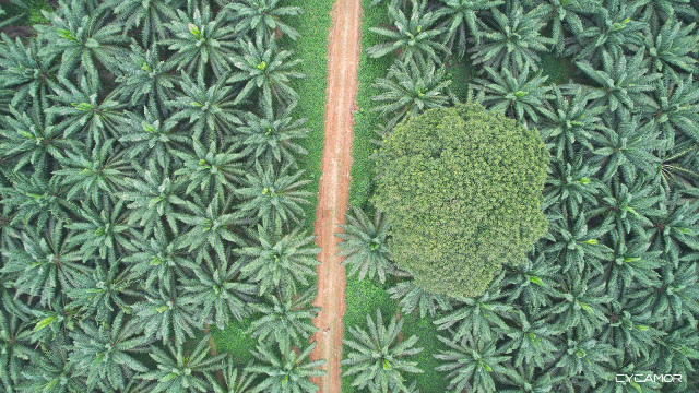 images roads plantation road